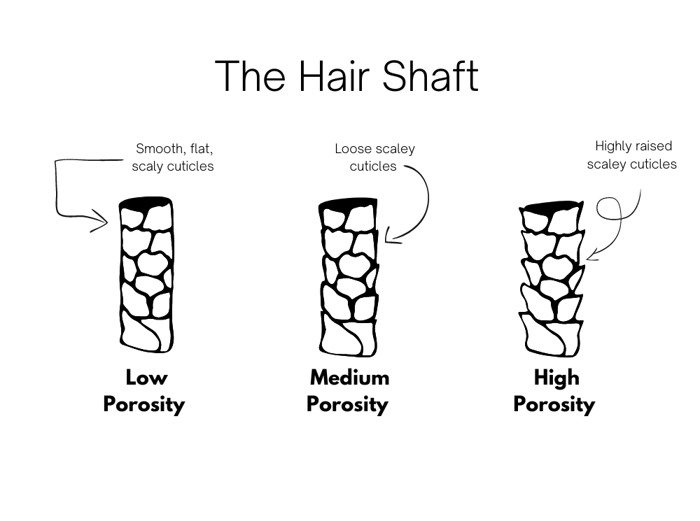Porosity: Why it's important and how to determine yours – Cays Curls